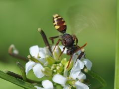 Nomada ruficornispanzeri